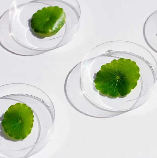 Centella asiática